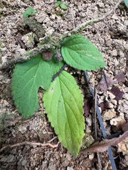 Boea hygroscopica