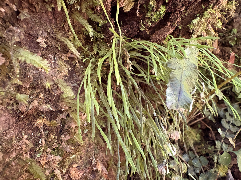 Psilotum × complanatum; photograph (c) Richard Littauer, some rights reserved (CC BY)