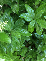 Viburnum japonicum