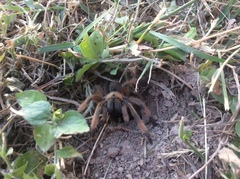 Aphonopelma moderatum