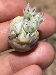 Allium howellii clokeyi