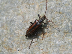 Oxymirus cursor