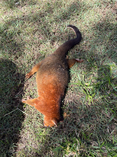 Coppery Brush-tailed Possum