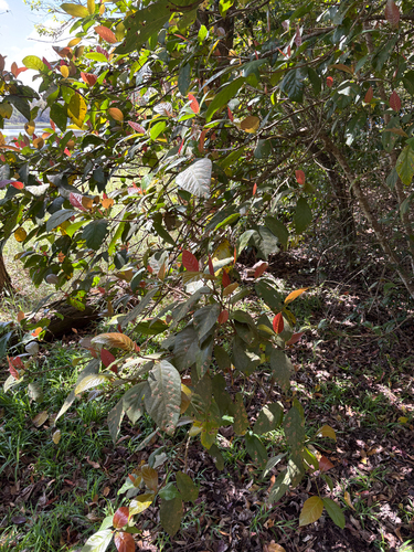 Ficus congesta observed 2026-08-23