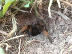 Aphonopelma moderatum