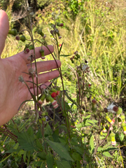 Crassocephalum crepidioides, photograph (c) Richard Littauer, some rights reserved (CC BY)