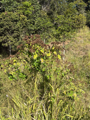 (c) Richard Littauer, some rights reserved (CC BY) Montanoa hibiscifolia, photograph (c) Richard Littauer, some rights reserved (CC BY)