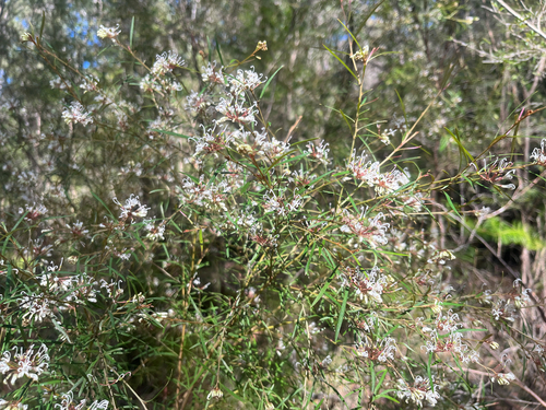 Grevillea linearifolia, photograph 6