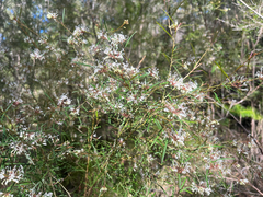 Grevillea linearifolia, photograph (c) neilfws, some rights reserved (CC BY)