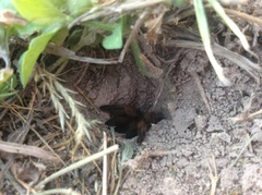 Aphonopelma moderatum