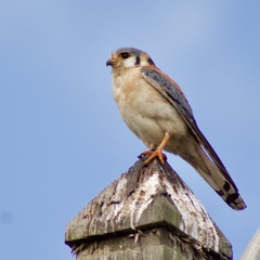 Falco sparverius