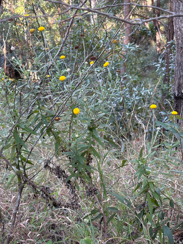 Coronidium rupicola, 2026-08-23