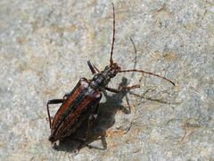 Oxymirus cursor