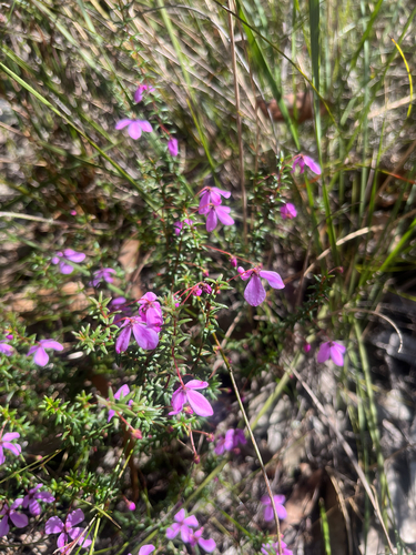 Tetratheca ericifolia, photograph 1