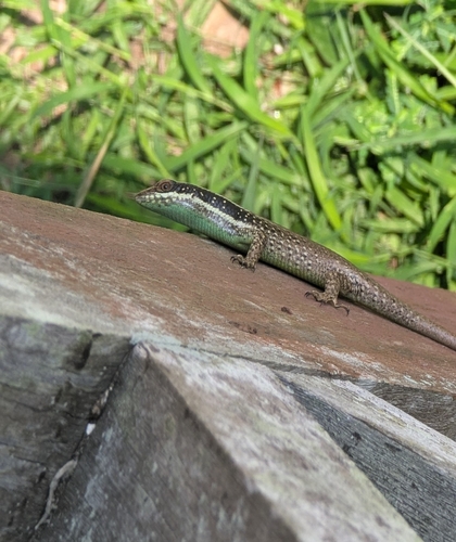 Borneo Skink