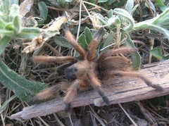 Aphonopelma moderatum