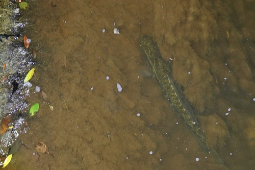 Channa maculata observed 2026-08-20