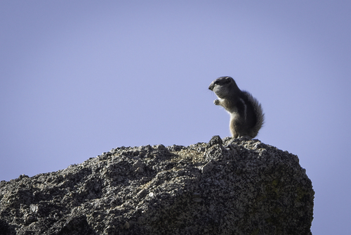 Texas Antelope Squirrel