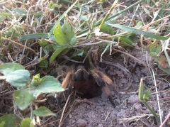 Aphonopelma moderatum