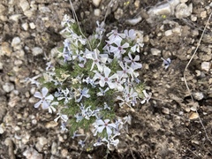 Phlox hoodii