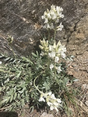 Oxytropis sericea