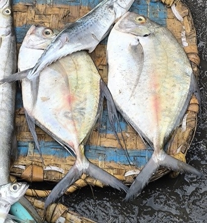 Carangoides armatus observed 2026-08-16