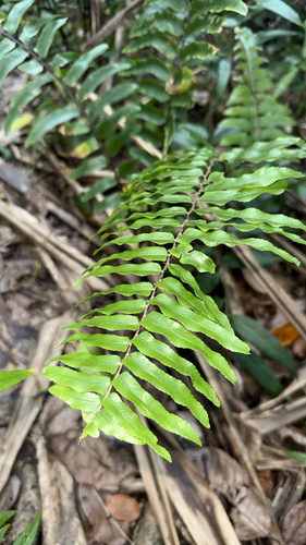Broad Sword Fern