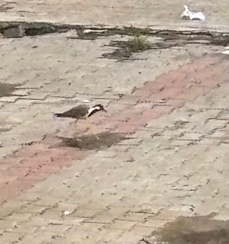 Red-wattled Lapwing