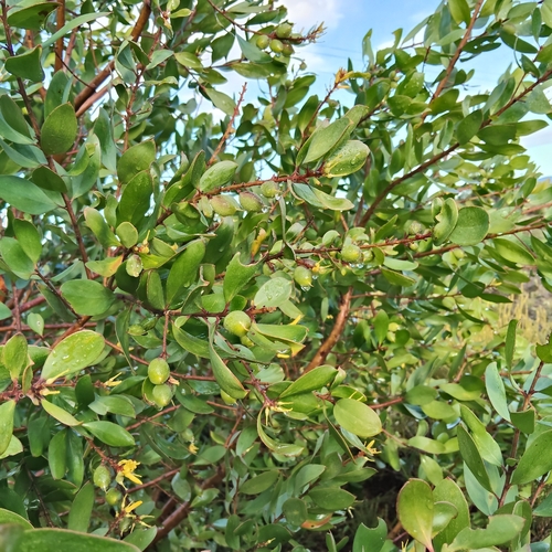 Persoonia stradbrokensis, photograph 1