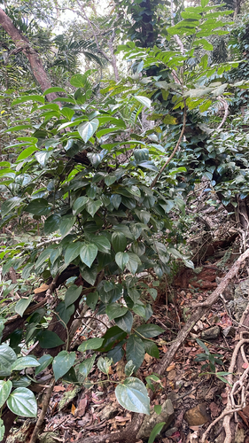 Australian Pepper Vine