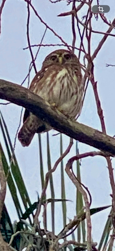 Ferruginous Pygmy-Owl
