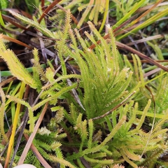 Selaginella uliginosa, photograph (c) John Barkla, some rights reserved (CC BY)