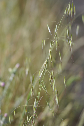 Avena barbata