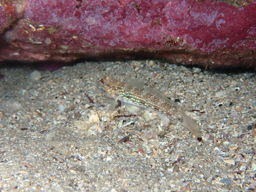 Istigobius hoesei observed 2026-08-23