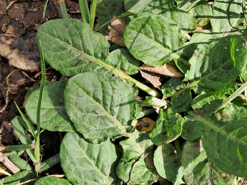 Rumex pulcher, photograph 5