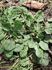Rumex pulcher, photograph (c) Pluto Hooper, some rights reserved (CC BY)
