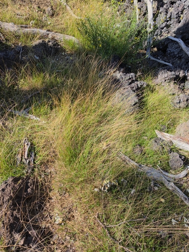Microlaena stipoides observed 2026-08-23