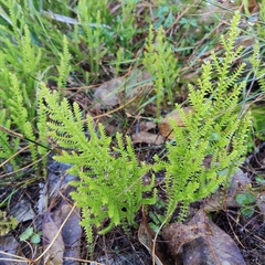 Selaginella uliginosa