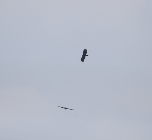 Black Eagle