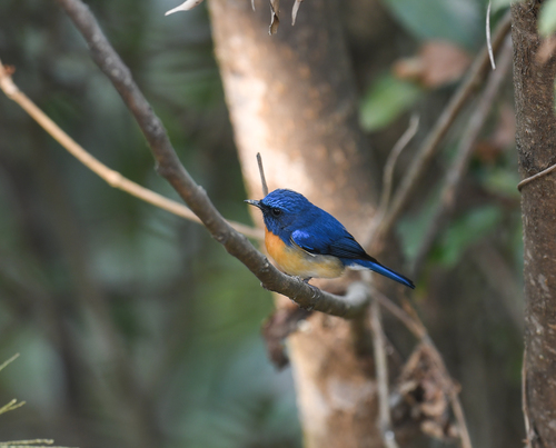 Blue-throated Flycatcher
