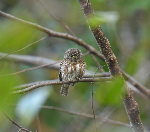 Collared Owlet