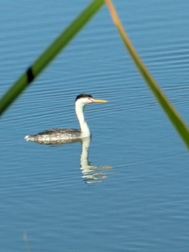 iNaturalist observation photo of Clark's Grebe