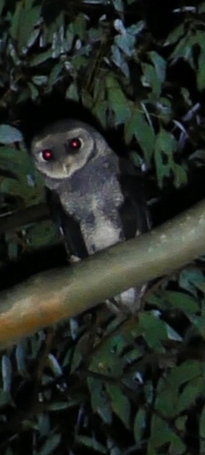 Tyto tenebricosa, 2026-08-22
