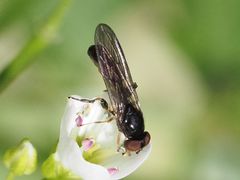 Sphegina