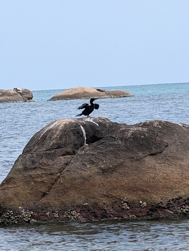 Little Cormorant