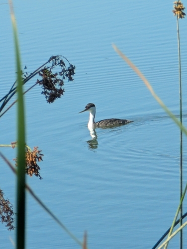 iNaturalist observation photo of Western Grebe