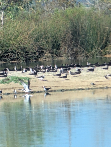 iNaturalist observation photo of Black Skimmer