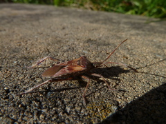 Leptoglossus occidentalis