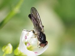 Sphegina