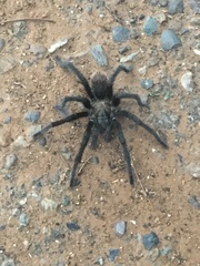 Aphonopelma moderatum